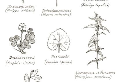 Nya växter i Solleröns flora