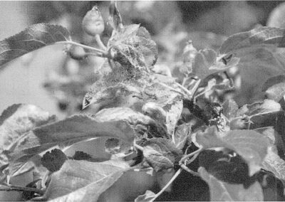Skadeinsekter i äppelträd 2005