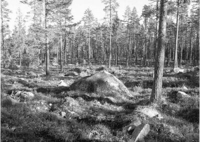 Svampar, ”Floras strövande pack”