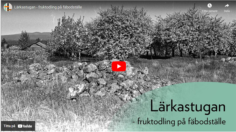 Fruktträd vid Lärkastugan